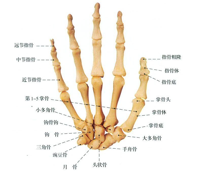 手骨分布图片图片