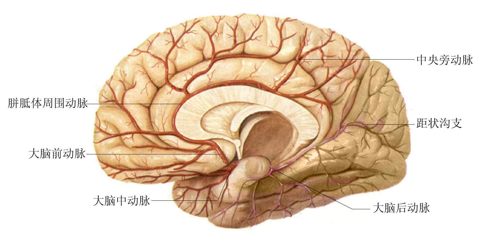 图5-1-59 嗅脑与边缘系统示意图-人体解剖学与组织生理病理学-医学