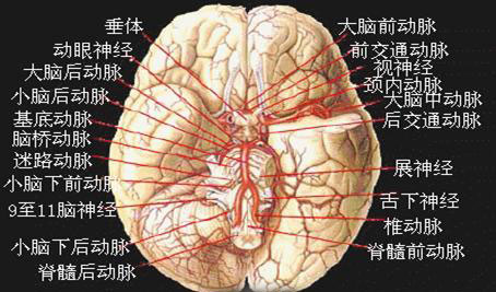 供应大脑的主要血管图图片