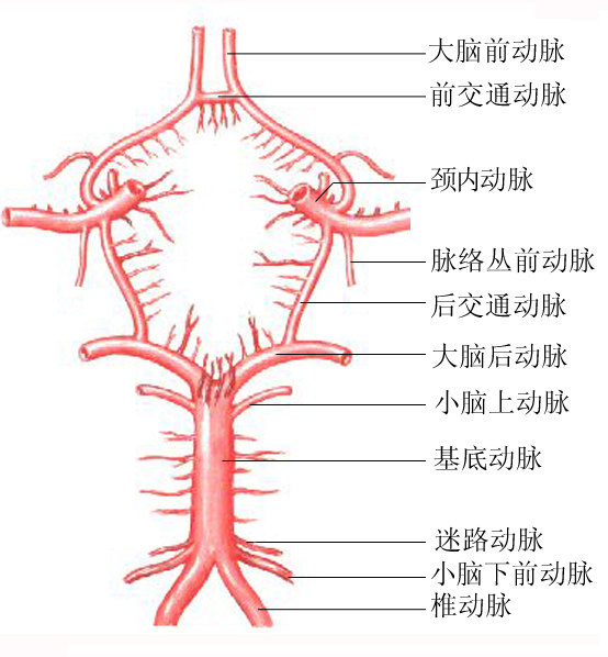 基底动脉分支解剖图图片