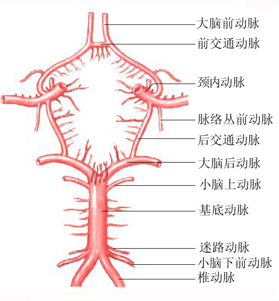 脑内动脉分段解剖图图片