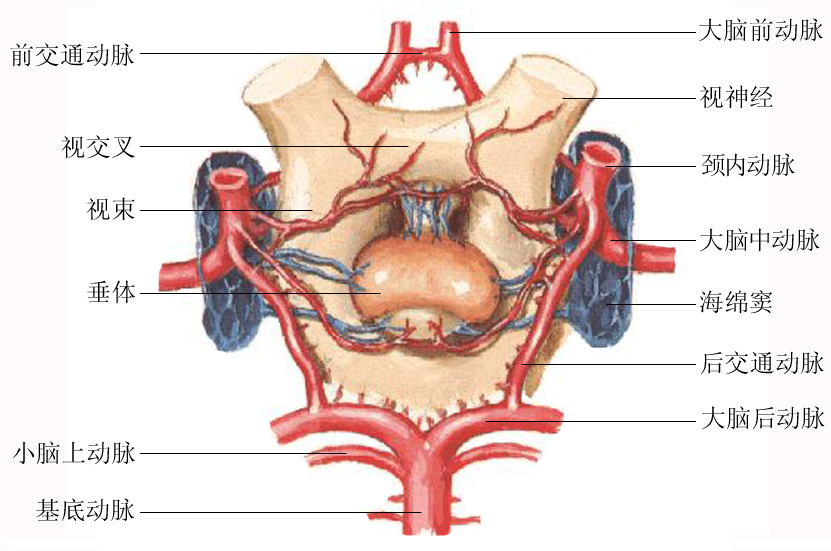 颅底血管环解剖图图片