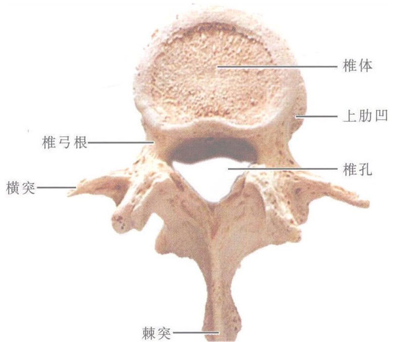 隆椎解剖图图片