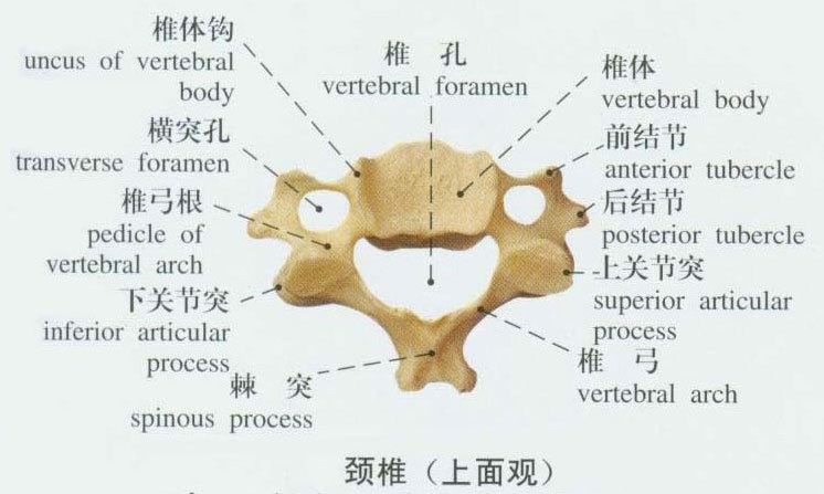 颈部解剖骨头图片