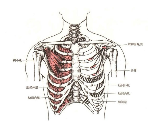 人体肋骨解剖示意图