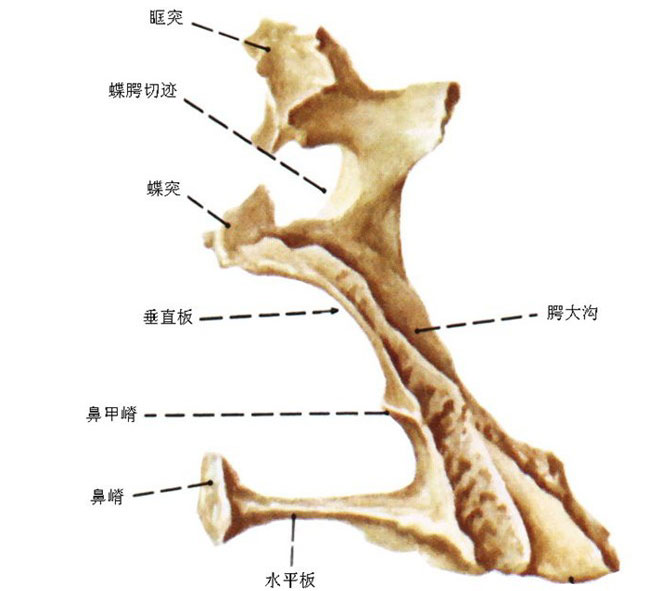 人体口腔骨骼结构图图片