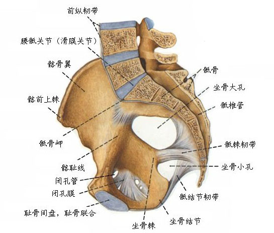 男性骨盆结构图解图片
