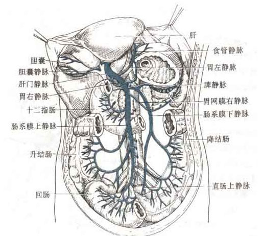 肠系膜上静脉图片图片