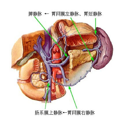 肠系膜动静脉图片