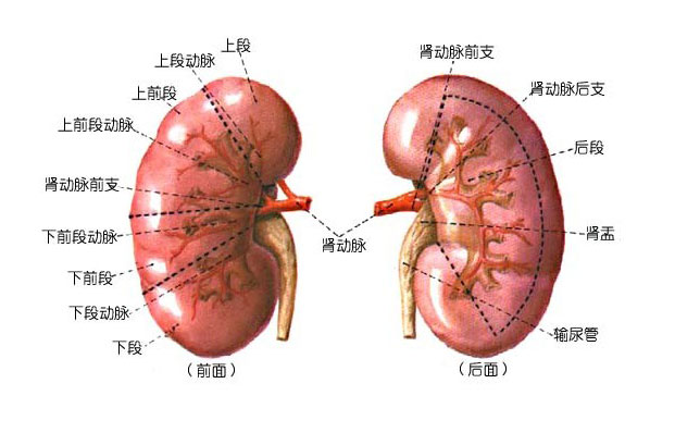 肾动脉分支分段图谱图片
