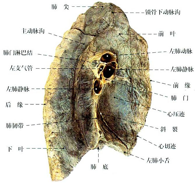 肺叶的解剖结构图图片