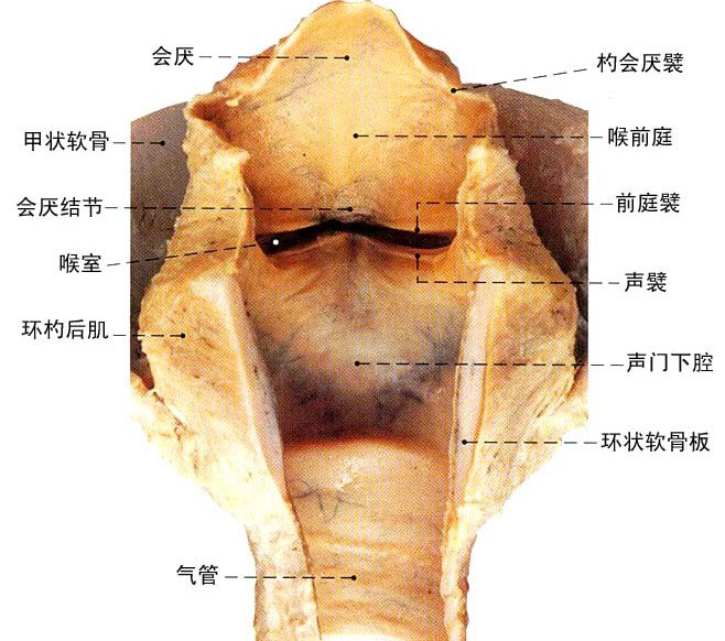 喉结医学图图片