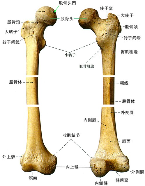 股骨头 早期图片