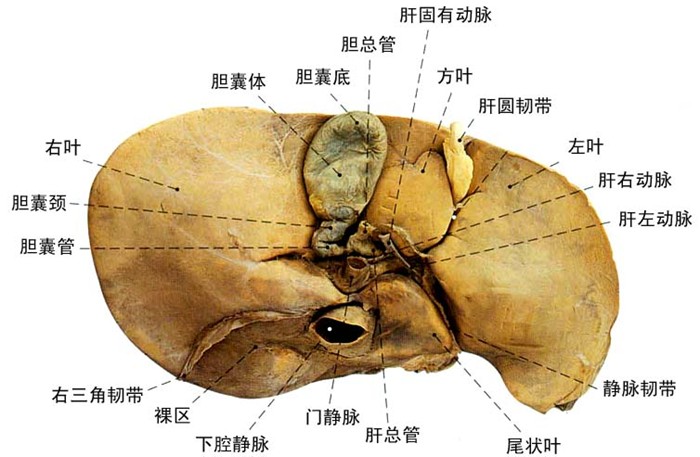 肝的脏面结构图片