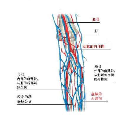 胳膊上的静脉血管图图片