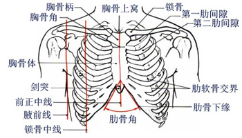 人体胸口骨骼结构图图片