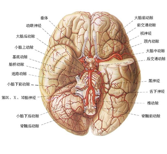 大脑中动脉上干图片