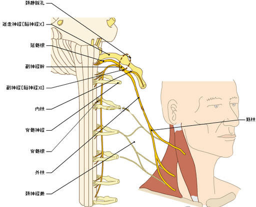 副神经节解剖位置图片