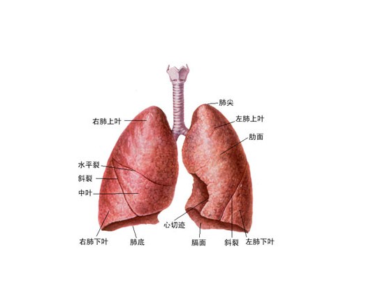 肺门解剖位置图片