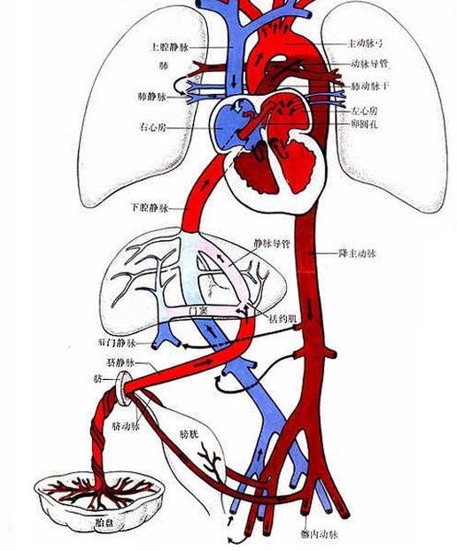 胎儿血液循环模式图片