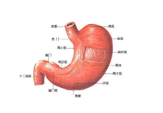 胃的形态分布图片
