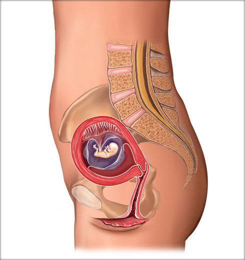 怀孕的肚子结构图图片