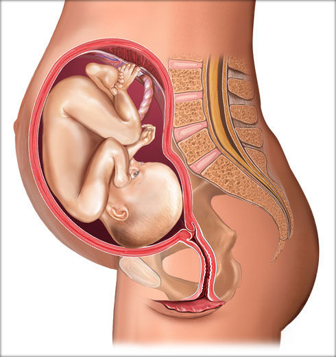 胎儿在子宫趴着的图片图片