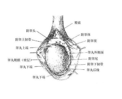 解剖 睾丸 近距离图片