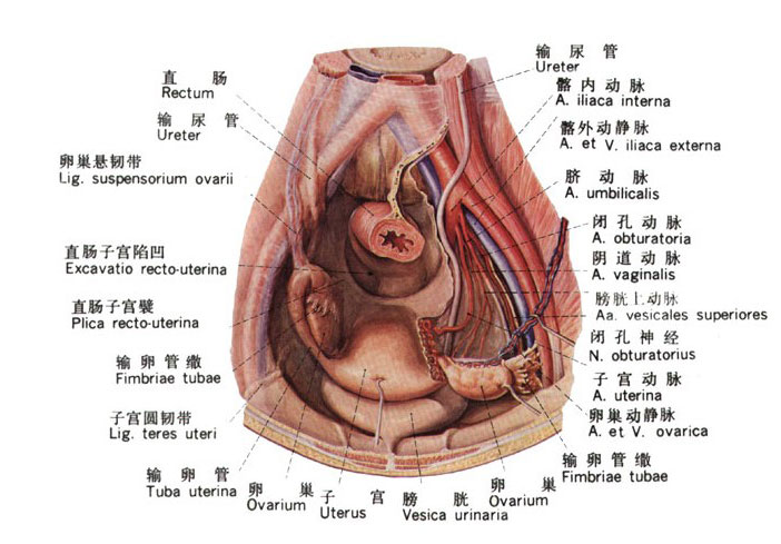 盆腔结构示意图图片