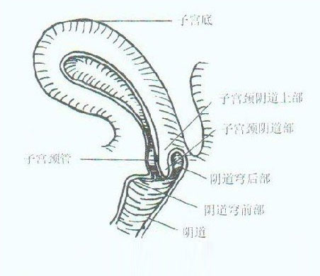 真阴 结构图片