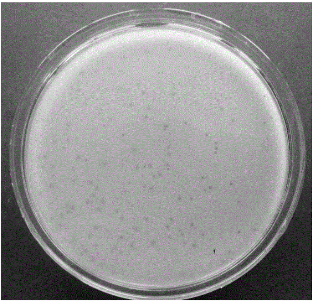 噬菌体平板图片图片